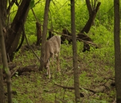 FortSnelling 2014 05 24 006